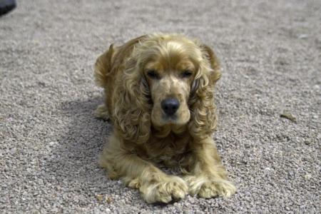 lola
